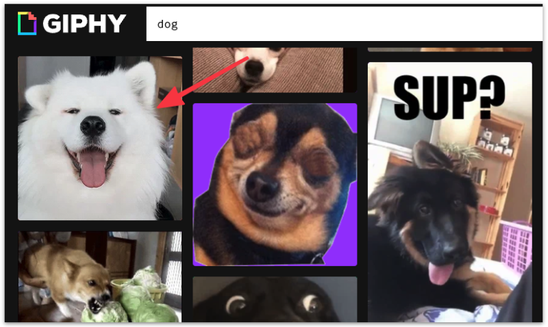 Dog Gifs on Giphy