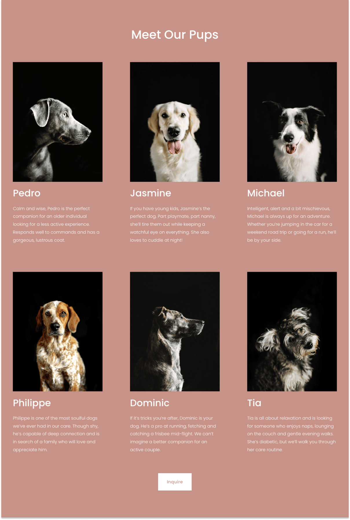 Malone featured pups section